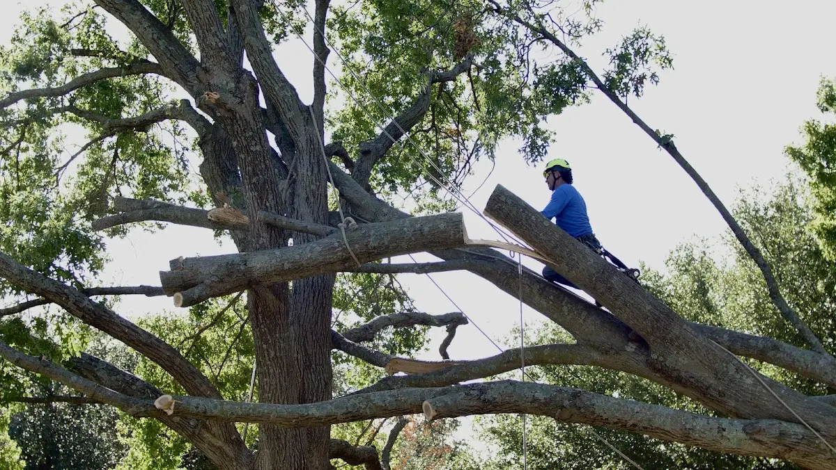 Professional Hazardous Tree Removal performed by certified arborists in Roaring Springs