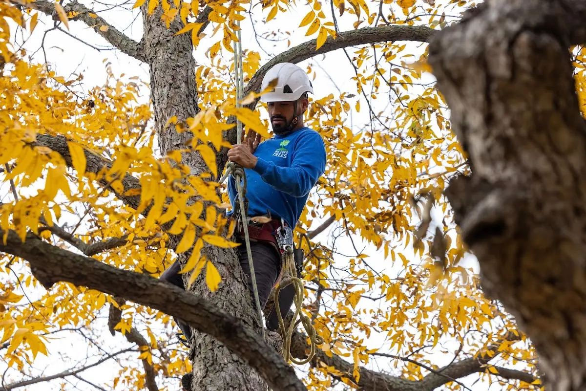 Skilled Emergency Tree Service crew working in Roaring Springs