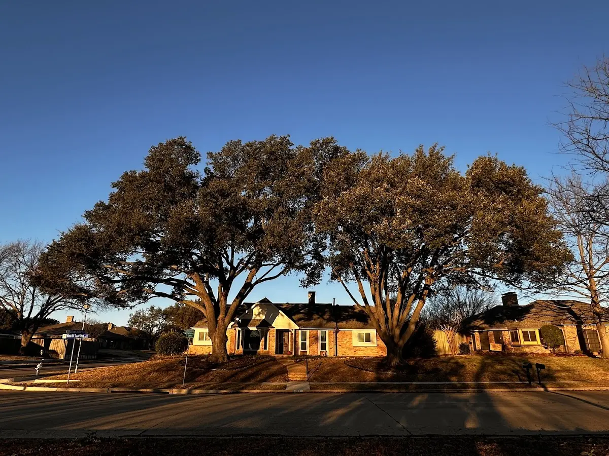 Established residential canopy tree shading a home in Roaring Springs